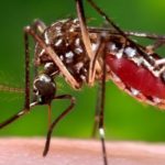 ВОЗ: Отложите попытки забеременеть, если Вы живете в местности с вирусом Зика Комар, передающий вирус Зика