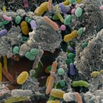 У детей с ожирением другой состав микрофлоры кишечника Бактерии в микрофлоре кишечника